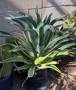 Agave Ray Of Lights