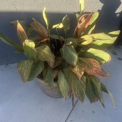 Croton Multicolor Iceton Plant 