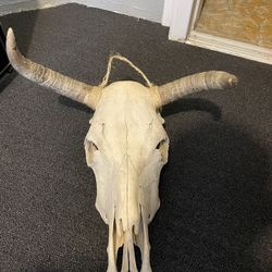 Bull Head