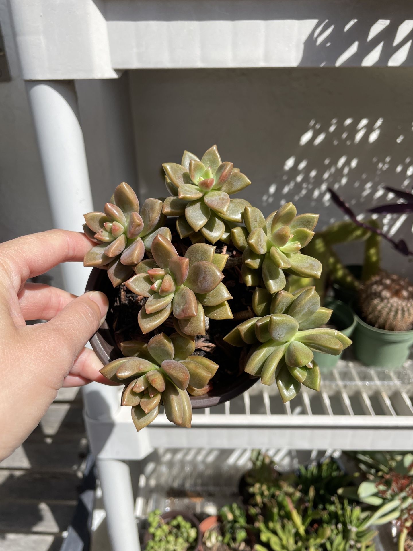 4in Pot Succulent