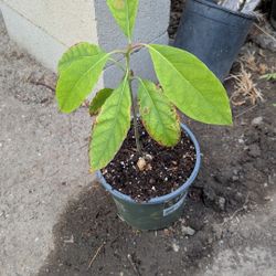 Avocado Tree 🥑