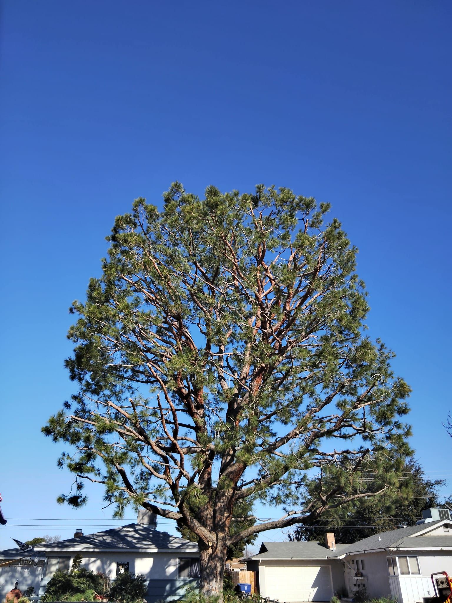 Trees π³π³ Palms π΄π΄ Trimming