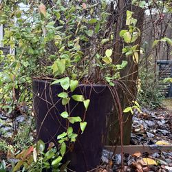 Large 24” Tall Purple Clay Outdoor Pot With Honey Suckle Plant