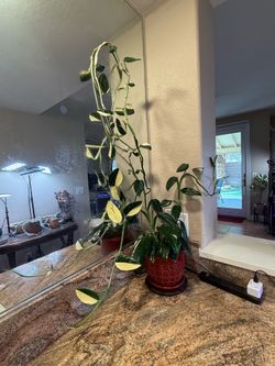 Live Monstera Standleyania Albo Plant with New Ceramic Pot (Please read full description)