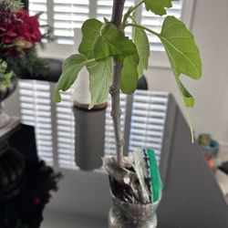 fig tree