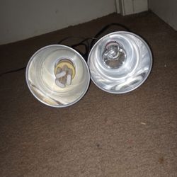 Breaded Dragon Lights 