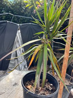 Indoor outdoor plant 5 gallon