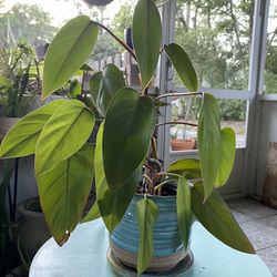 Philodendron Red Emerald Plant in Blue Ceramic Pot