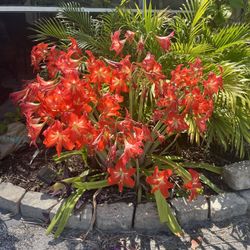 🌸WPB ESTATE SALE PALM BEACH COUNTY Low And Medium Light Exposure 10 Potted Patio Plants - Home Decorators West Palm Beach Tropical Mature Plant Sale