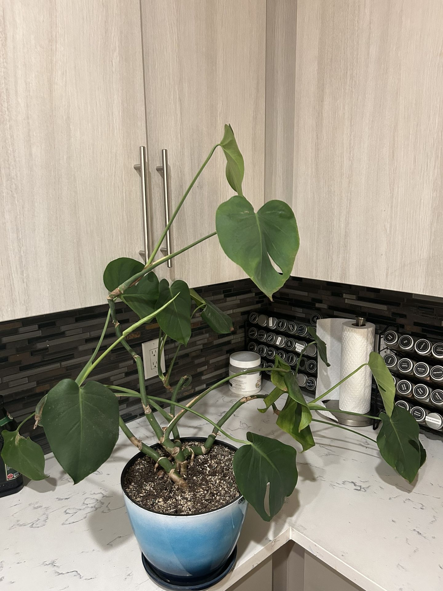 Monstera Plants