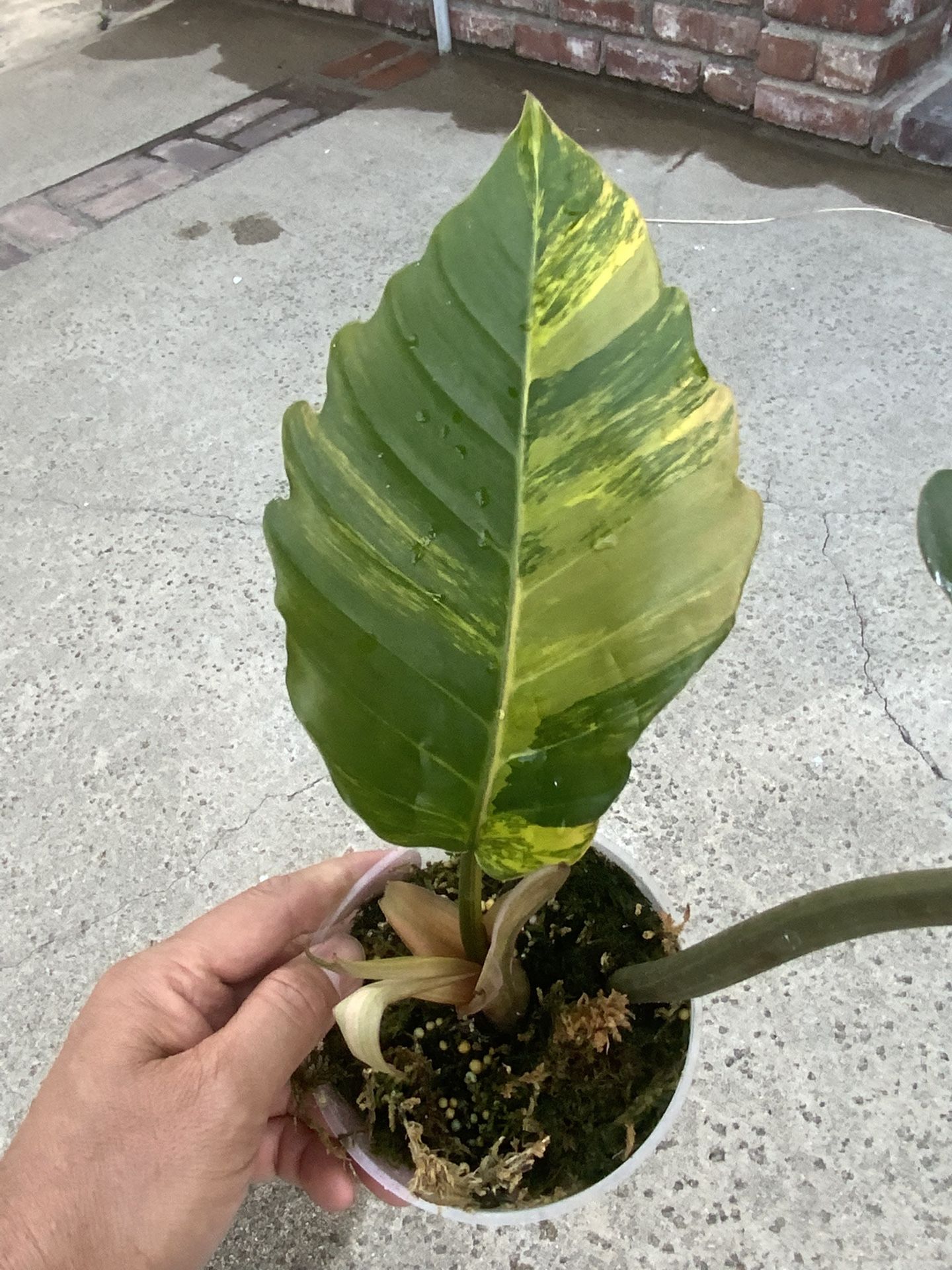 Philodendron Caramel Marble Variegated Top Cut Rooted