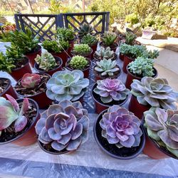Multiple Beautiful Succulents (Various Sizes)