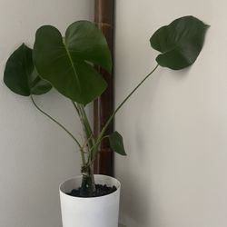 MONSTERA Natural Plant