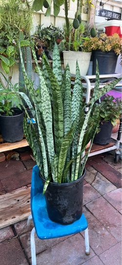 Snake plant