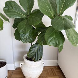 Large Fiddle Leaf Fig - 5 Ft X 4 Ft Wide - Statement Plant 🪴