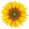 Sunshine