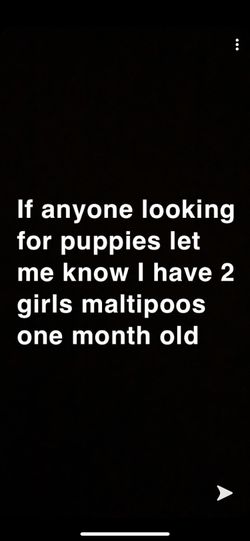 Maltipoos