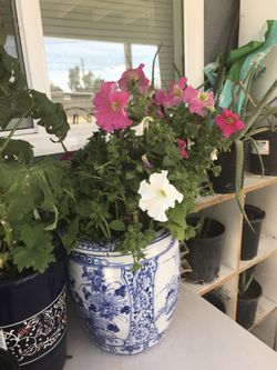 Petunias in vase