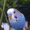 Kevin