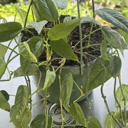 Large. Cebu Blue Plant 🪴 