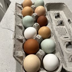 Fresh Eggs