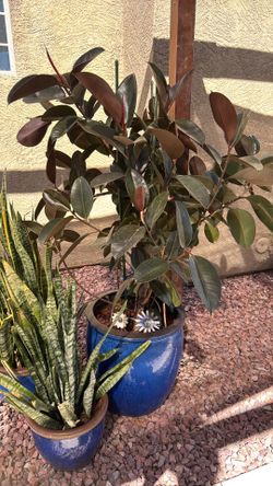 Healthy Rubber Tree