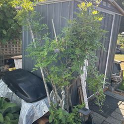 Wisteria Ready To Bloom