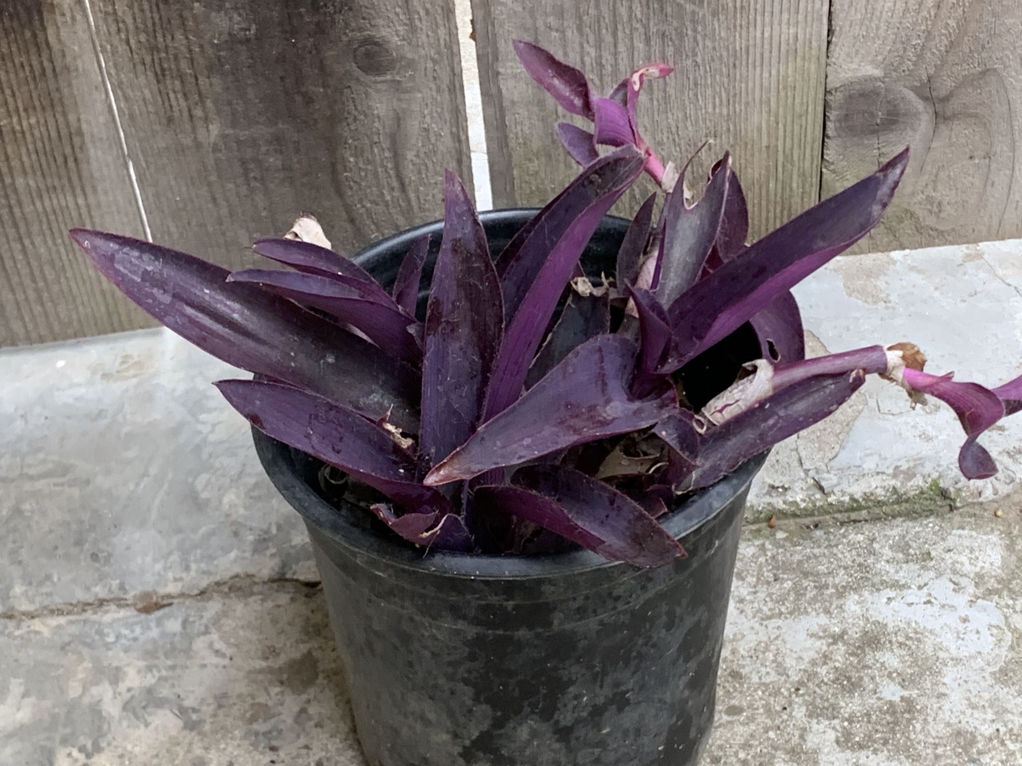 Purple Heart Tradescantia pallida Purple Flower Live Plant 1 Gallon Pot Cash Only Pick up in North San Jose, By appointment only Location: located
