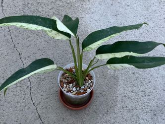 Epipremnum Giganteum Albo / white Pearl