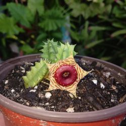 Rare Lifesaver Cactus Potted Plant House Plant