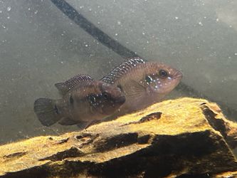 FREE cichilids