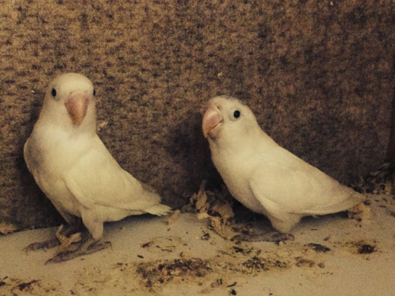 Lovebirds pair for sale