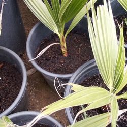 🌴Fan Palm Trees (Mexican)