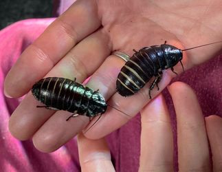 Madagascar WideHorn Hisser (Gromphadorhina Oblongonota)  Starter Colony
