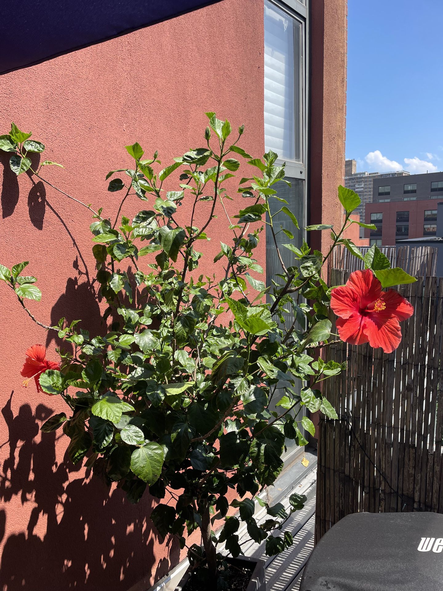 Big Hibiscus Tree