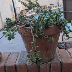 Jade Plant