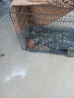 Large Pigeon