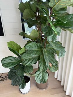 Live Plants