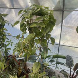 6” Heart Leaf Philodendron Long Plant 