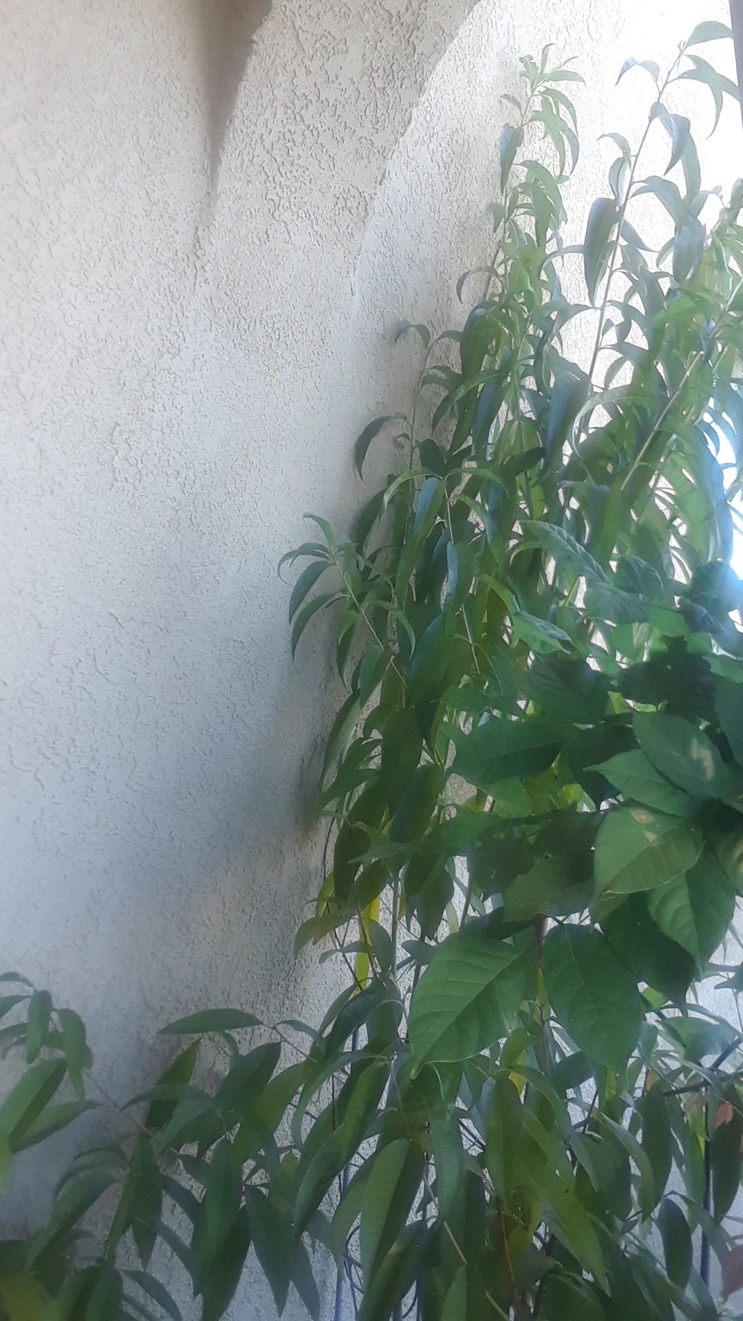 GEORGIA CLING PEACH 8 FEET TALL IN A 5 GALLON POT