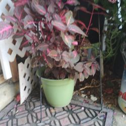 Purple Plant