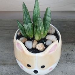 Starfish Snake Plant 🪴 