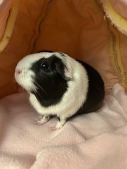 Guinea Pig in need of a home