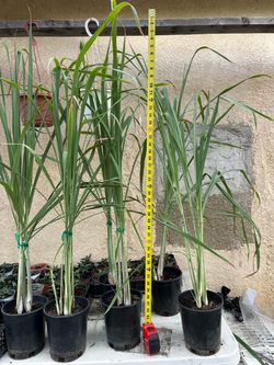 Lemon grass