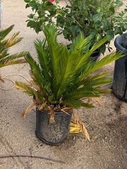 Potted Sago Palm Plant