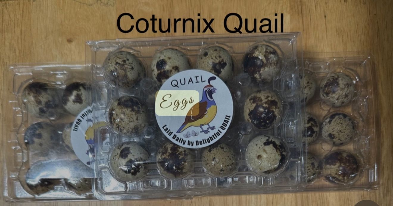 Quail Eggs