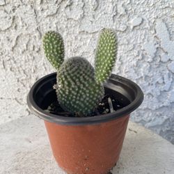 4 Inch Pot Cactus Plant - Opuntia Microdasys - Bunny Ears Prickly Pear - Rooted & Established - Drought Resistant - 🌵 