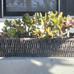 PLANTS  Wicker Tray of SUCCULENTS