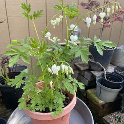 Bleeding Heart Plant