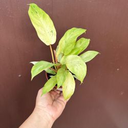 4” snowdrift philodendron